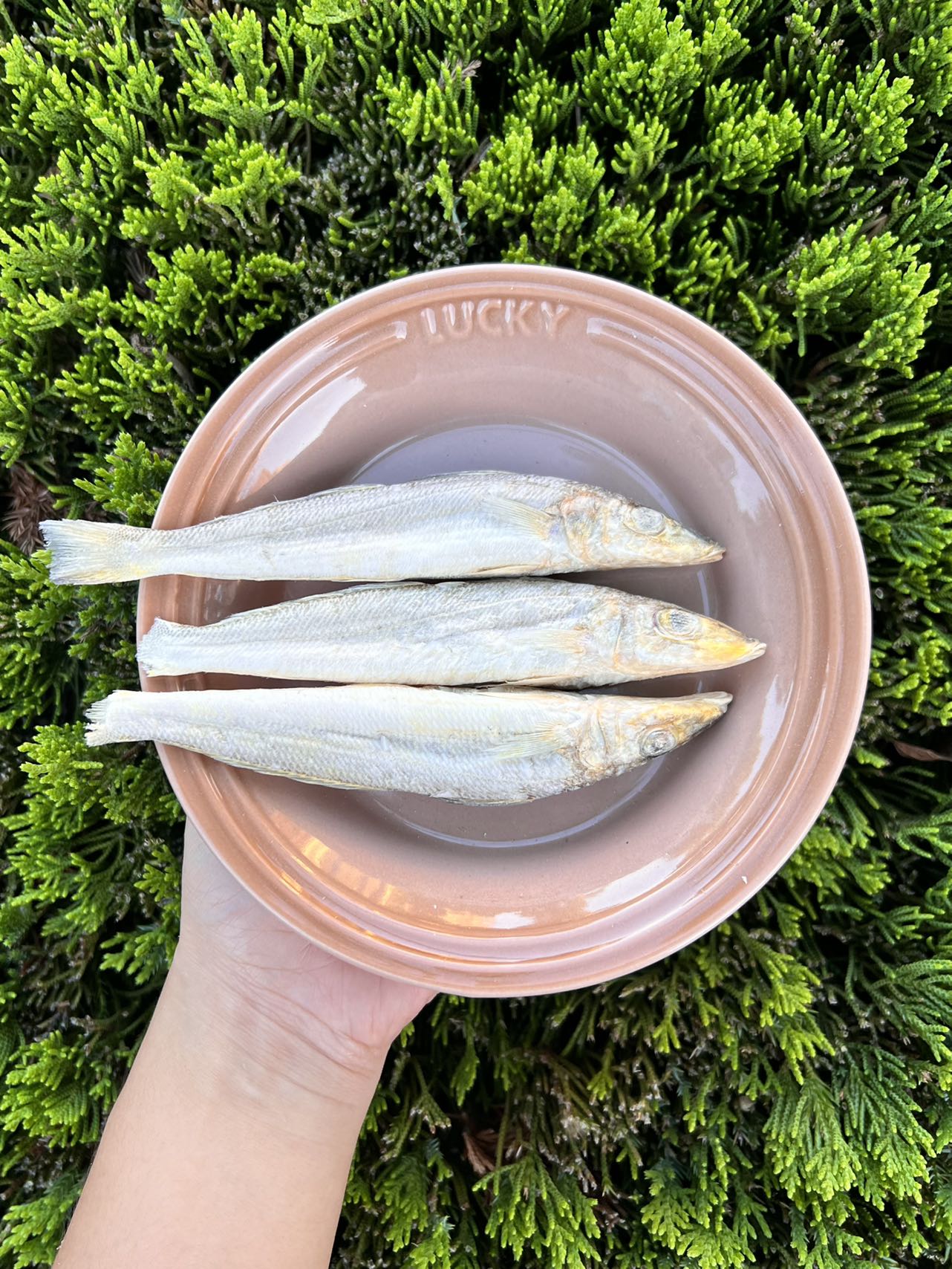 Freeze-Dried Sandfish