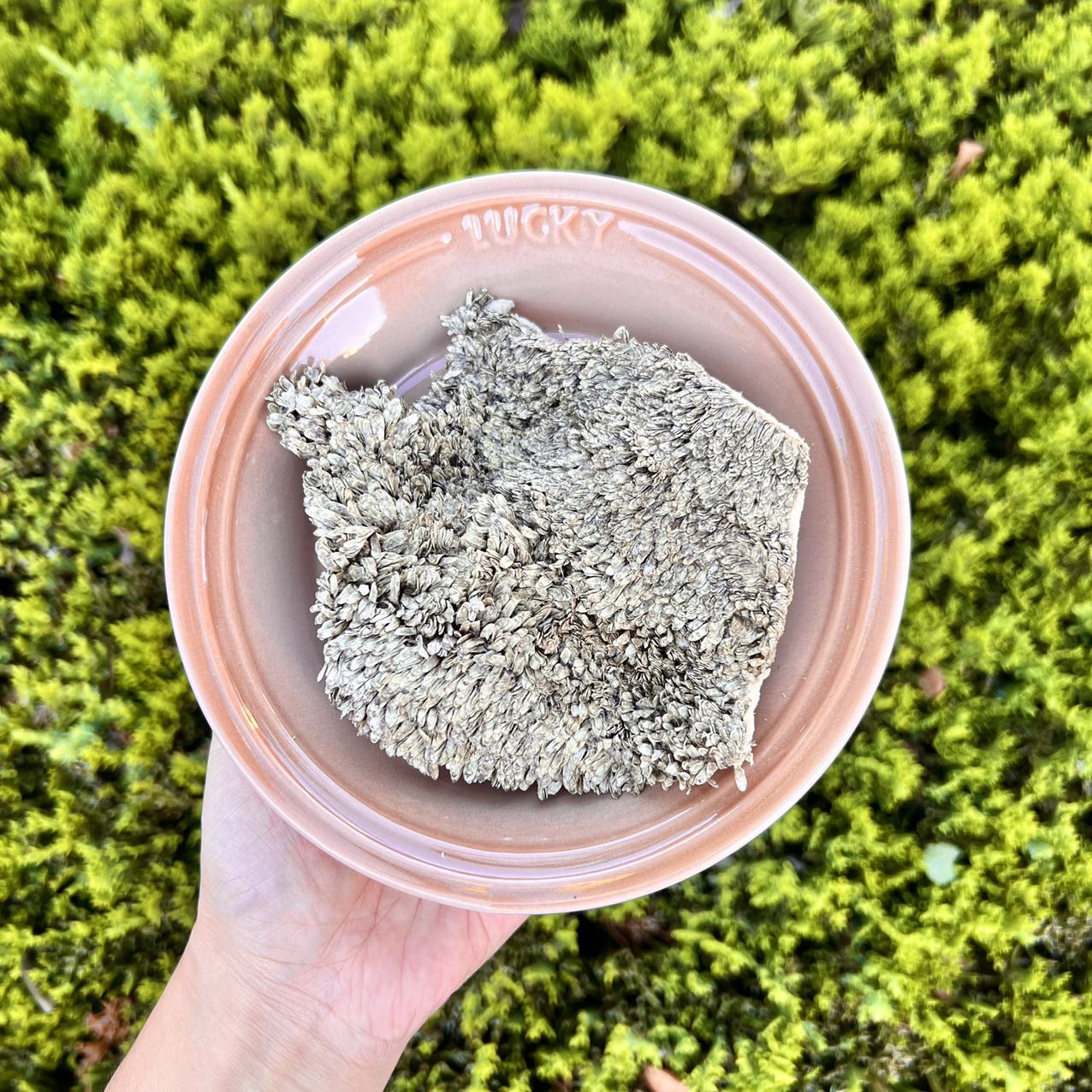 Freeze-Dried Beef Tripe
