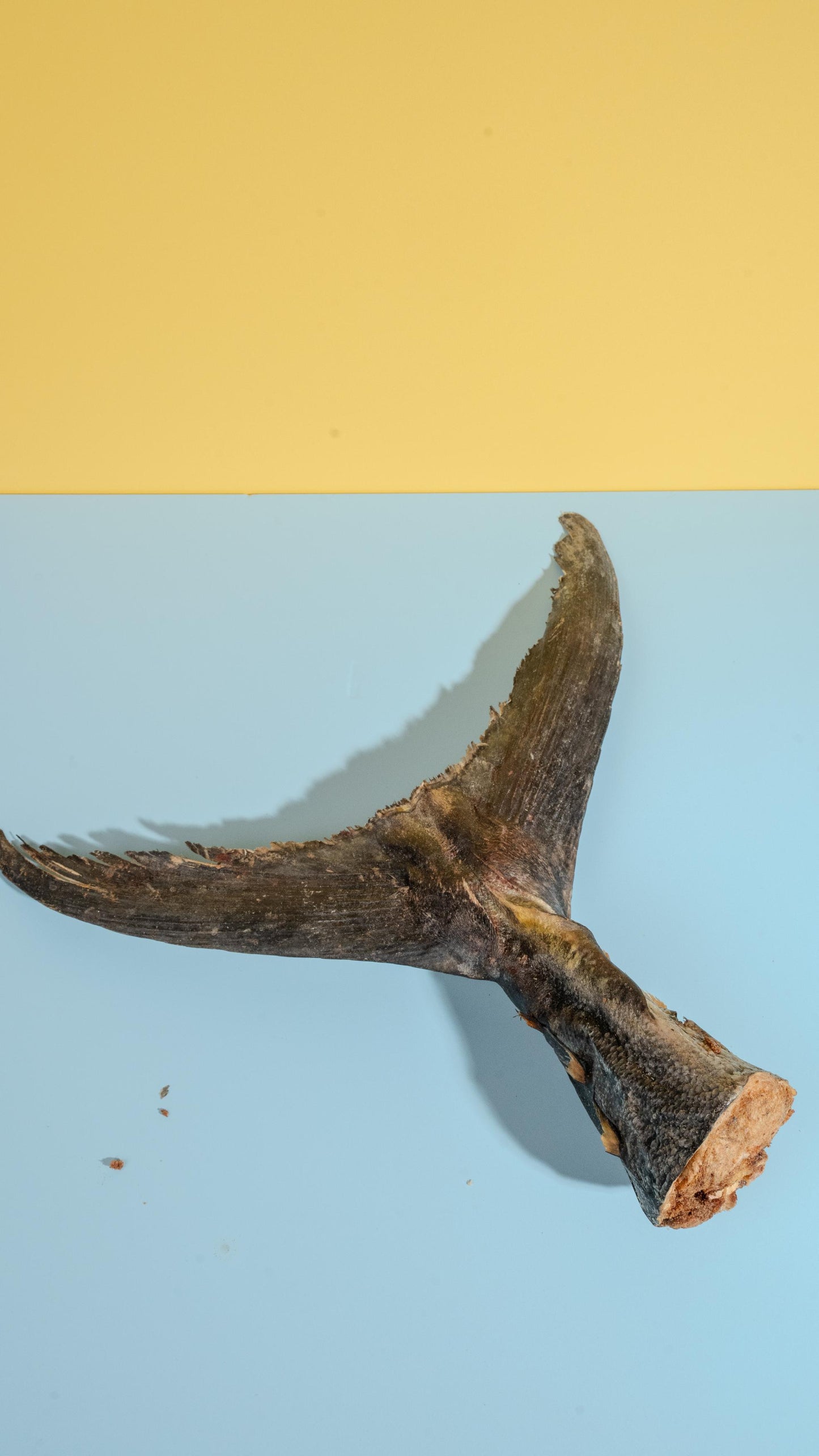 Freeze-Dried Tuna Tails