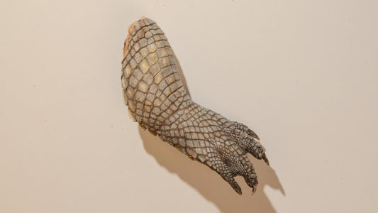 Freeze-Dried Whole Crocodile Foot
