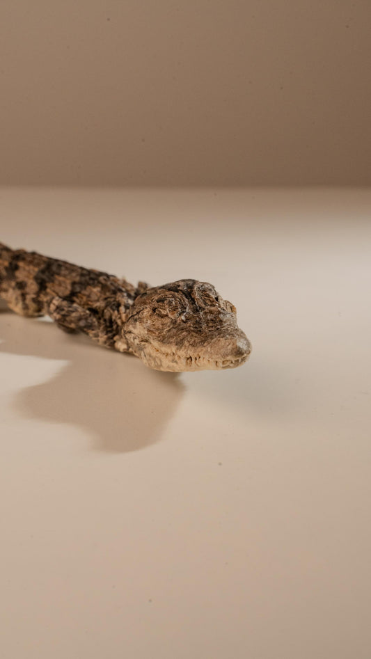 Freeze-Dried Whole Baby Crocodile