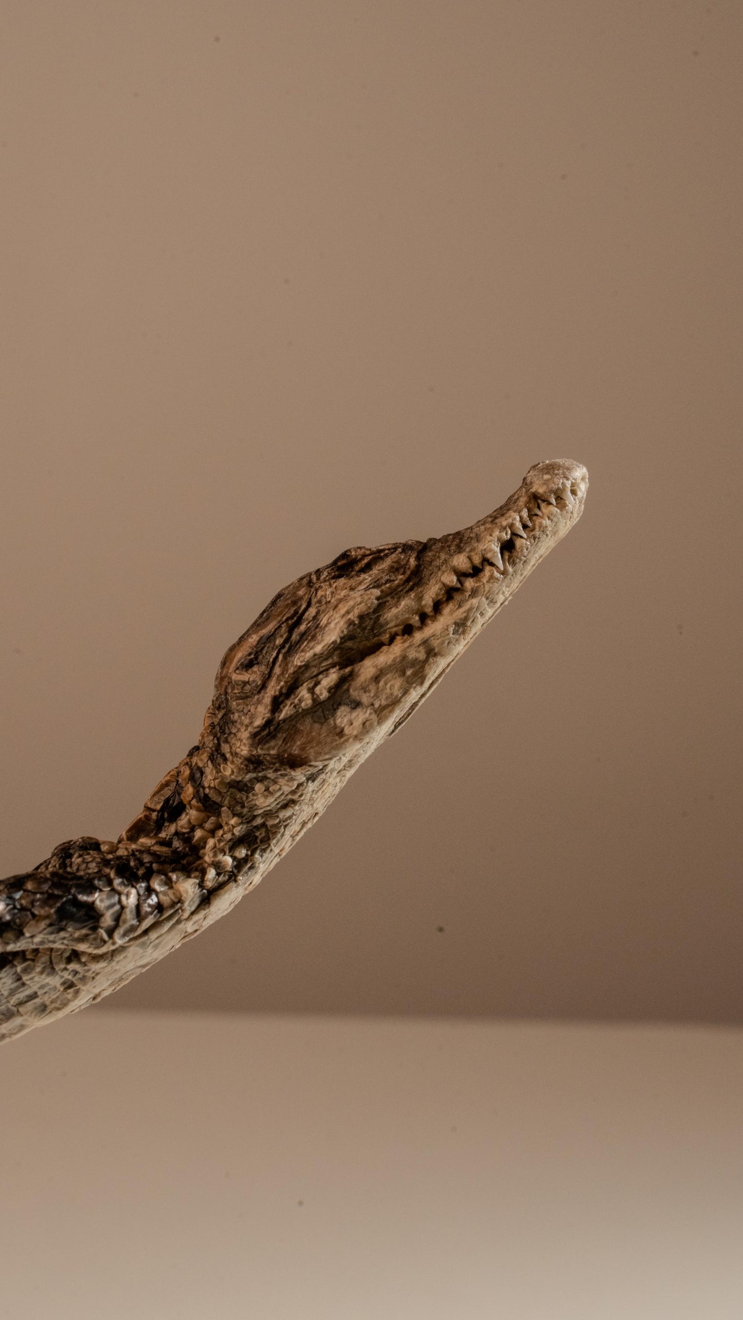 Freeze-Dried Whole Baby Crocodile