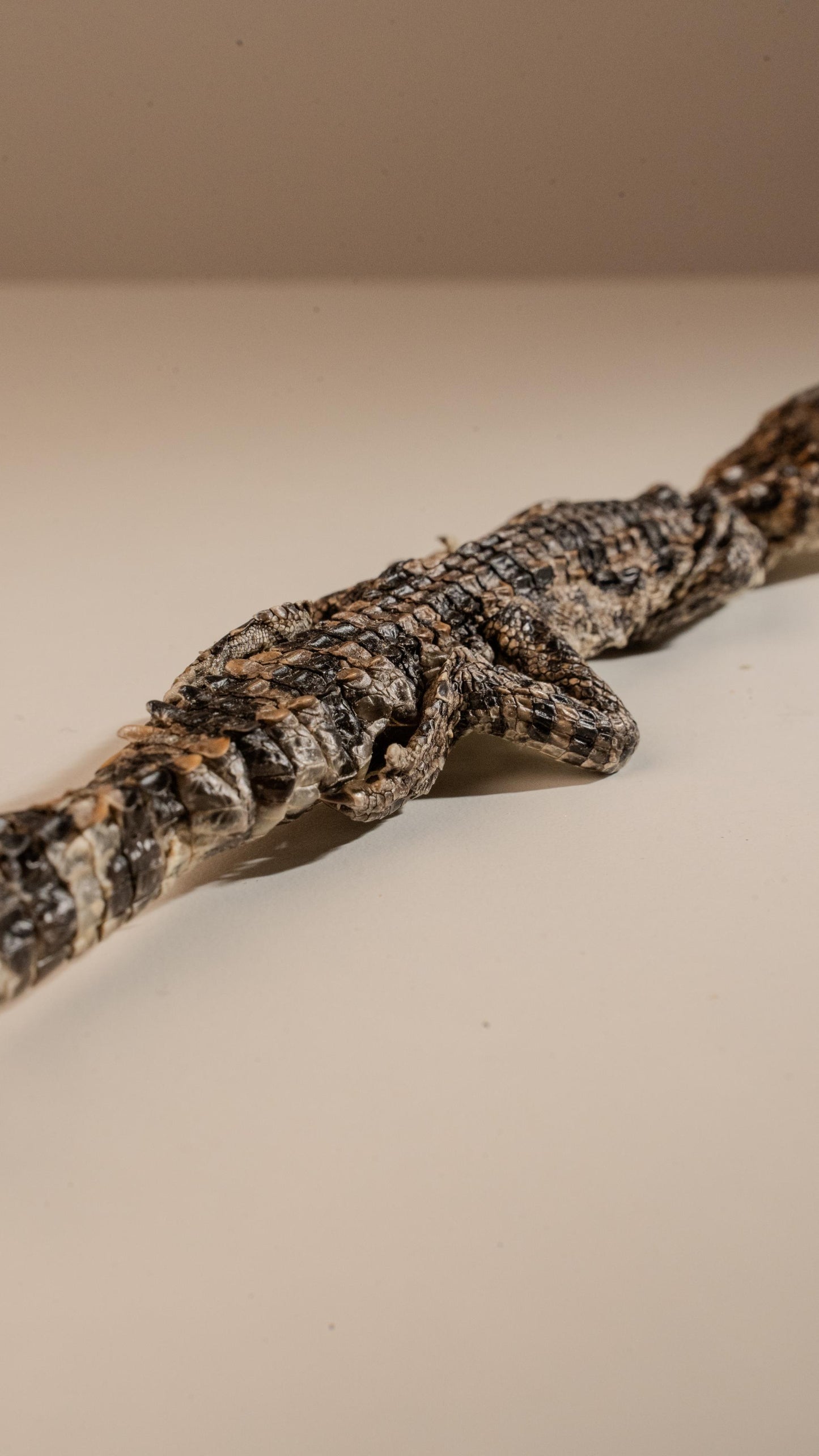 Freeze-Dried Whole Baby Crocodile