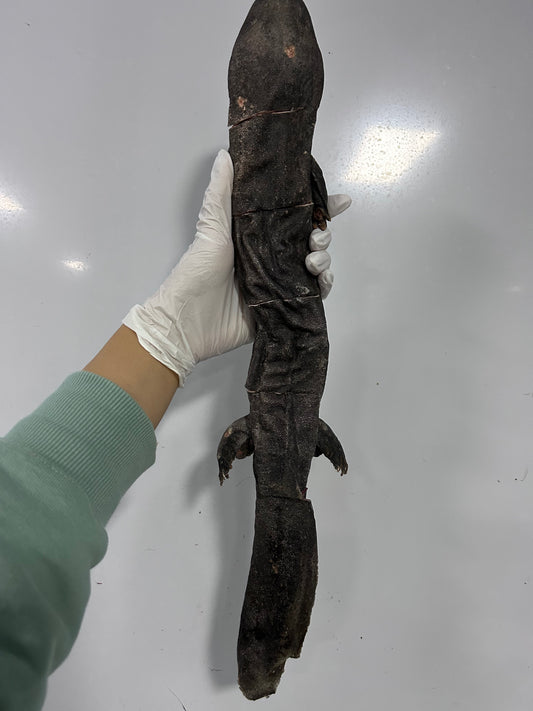 Freeze-Dried Whole Chinese Giant Salamander