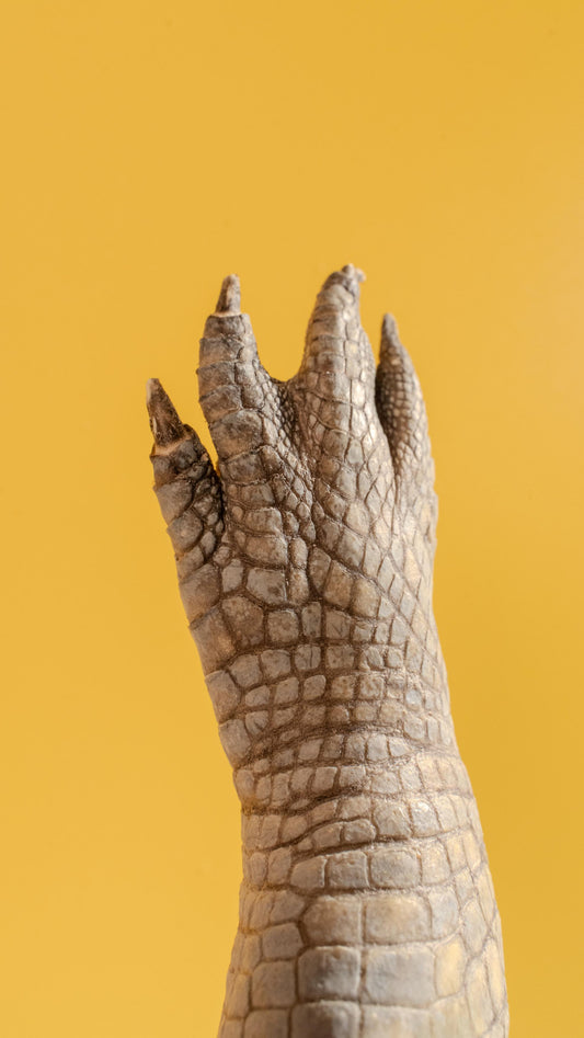 Freeze-Dried Whole Crocodile Foot