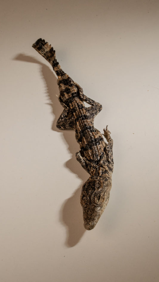 Freeze-Dried Whole Baby Crocodile